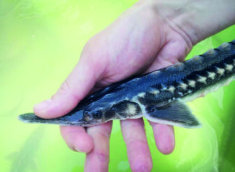Why the sturgeon is a special fish for the Danube